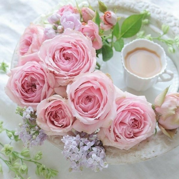 Нежные чайные розы