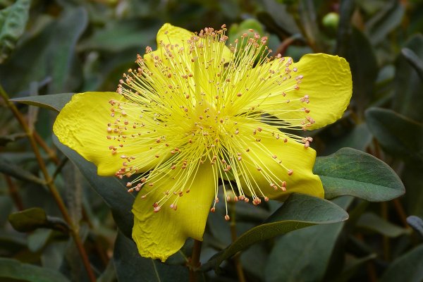 Зверобой Гукера