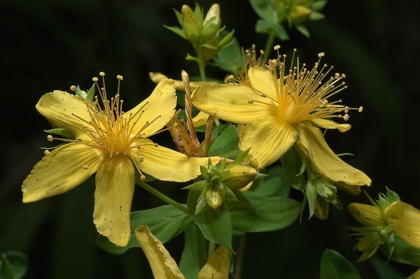 Зверобой продырявленный (обыкновенный)