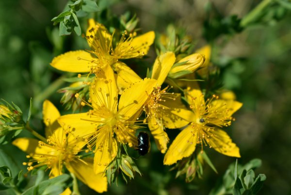 Зверобой продырявленный (обыкновенный)