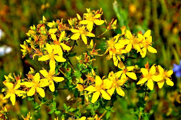 Зверобой Гиперикум