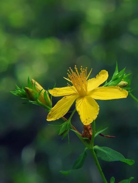 Зверобой продырявленный (обыкновенный)