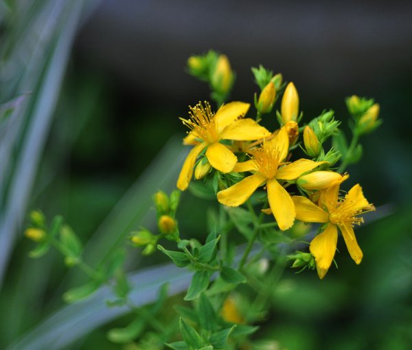 Зверобой цветок