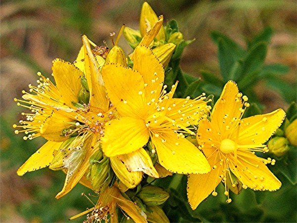 Зверобой продырявленный (Hypericum perforatum)