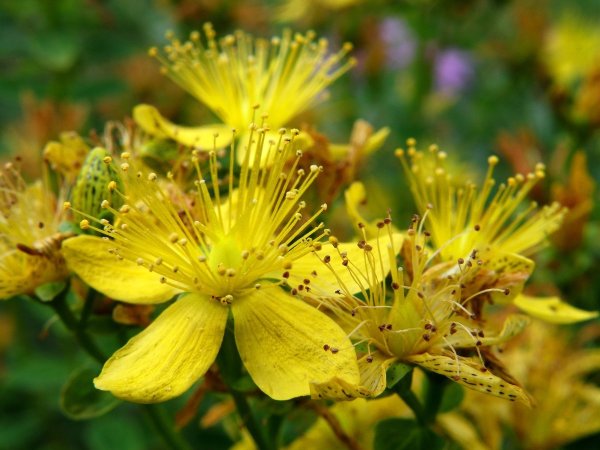 1. Зверобой продырявленный