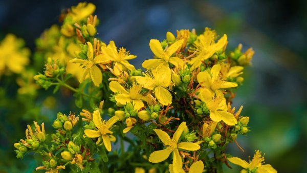 Зверобой продырявленный (обыкновенный)