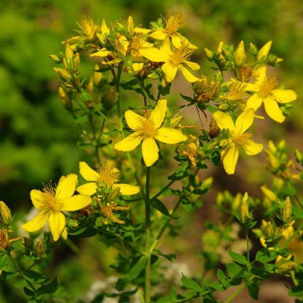 Зверобой продырявленный (Hypericum perforatum)