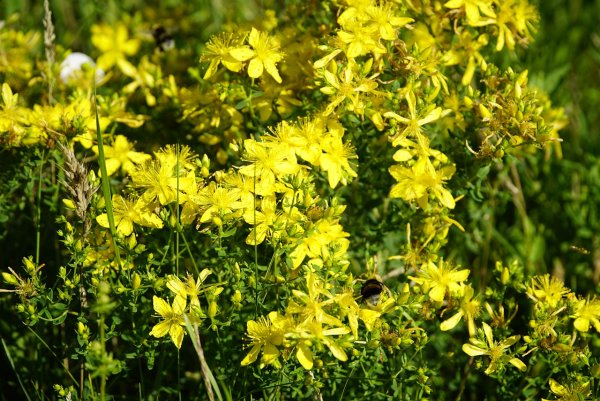 Трава зверобоя продырявленного