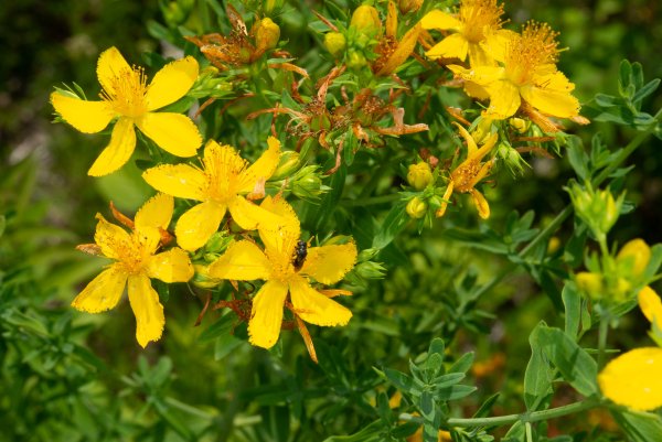 Зверобой трёхграннолистный