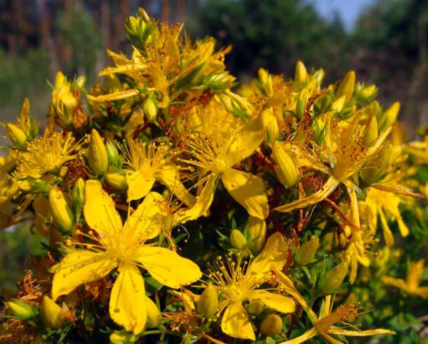 Зверобой горный(Hypericum montanum l.)