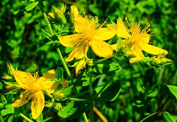 Зверобой Альпийский желтый