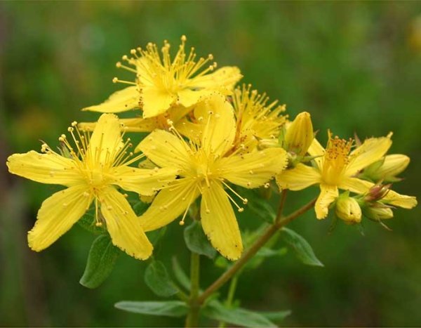 Hypericum perforatum семейство