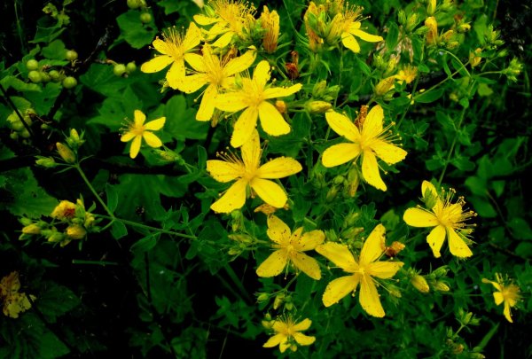 Зверобой продырявленный (обыкновенный)