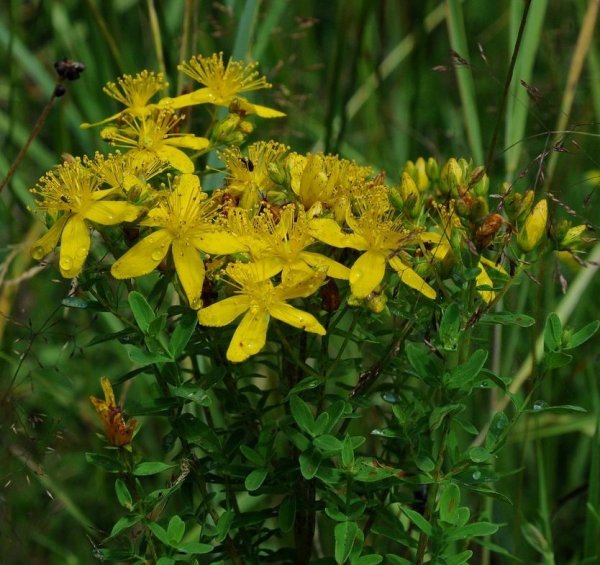 Лекарственные травы зверобой