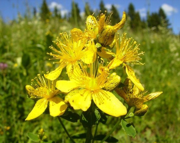 Зверобой трёхграннолистный