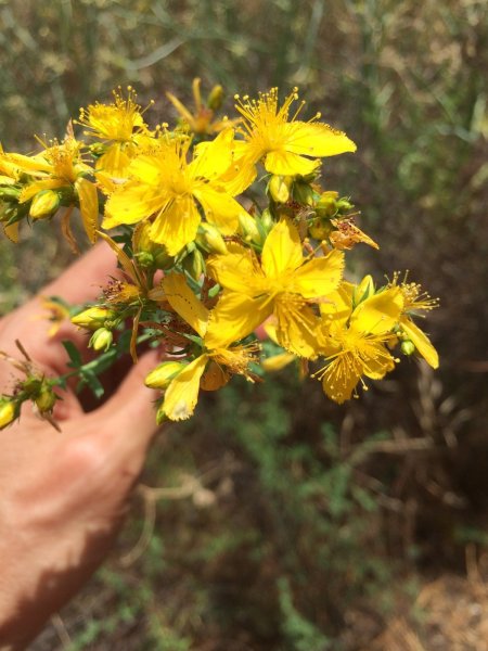 Зверобой трёхграннолистный