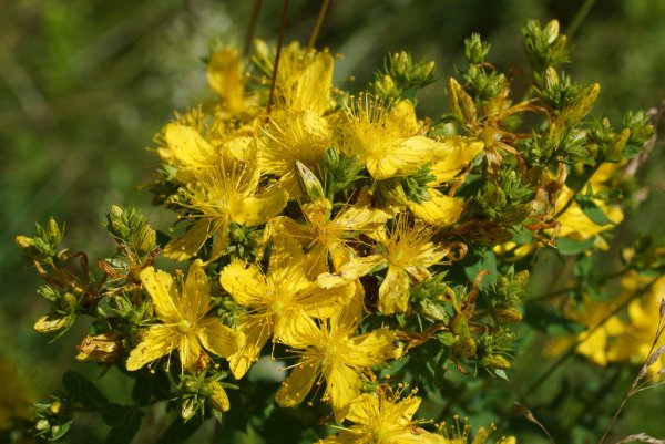 Зверобой трава