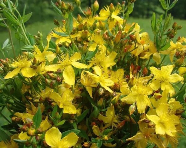 Зверобой Монбре