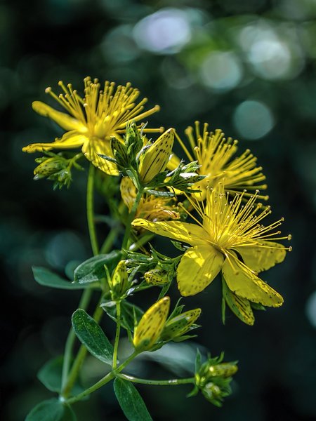 Трава зверобоя продырявленного