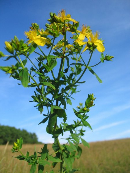 Зверобой горный(Hypericum montanum l.)