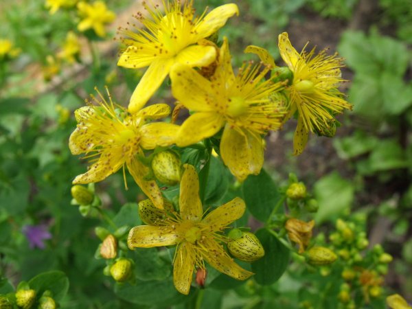 Hypericum perforatum сырье