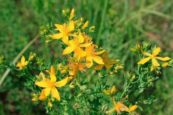 Зверобой солнцецветный