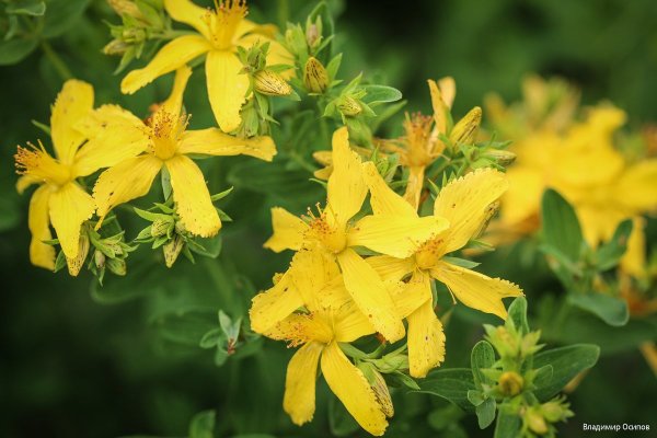 Зверобой продырявленный растение