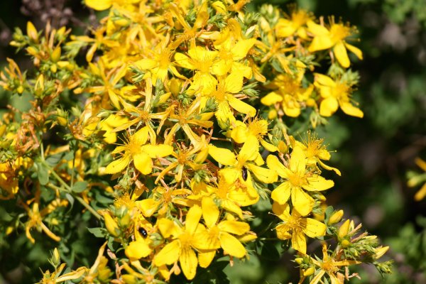 Зверобой цветок