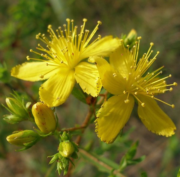 Зверобой Луговой