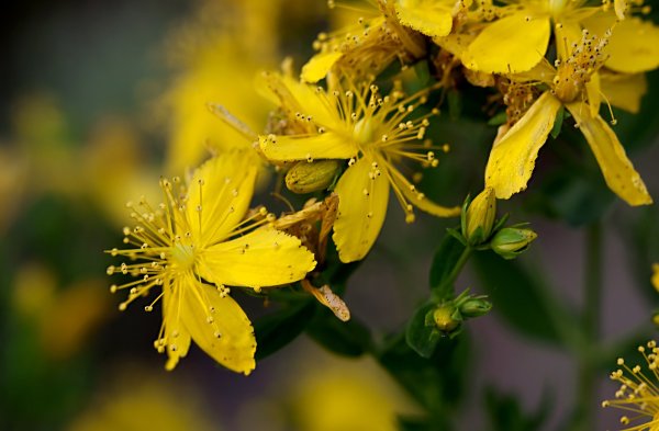 Полевые цветы зверобой