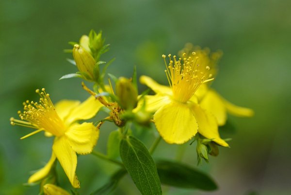 Зверобой монетчатый