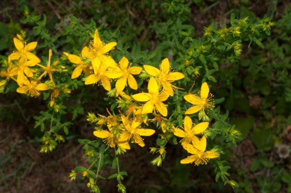 Зверобой продырявленный (обыкновенный) - Hypericum perforatum l.