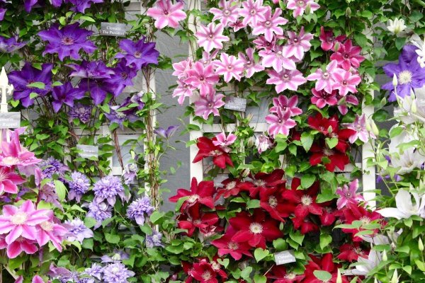 Клематис плетущийся