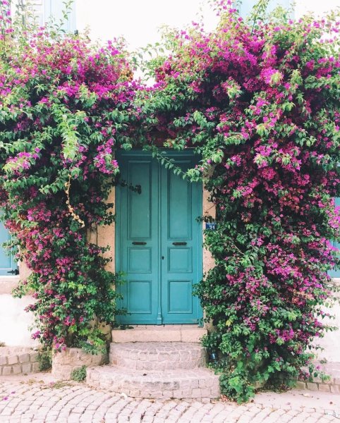 Вьющиеся цветущие растения Средиземноморья