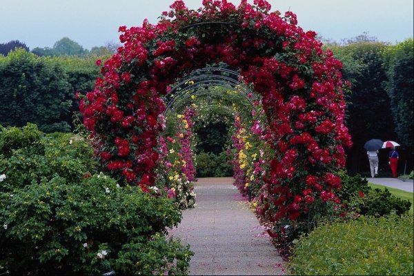 Вертикальное Озеленение плетистая роза