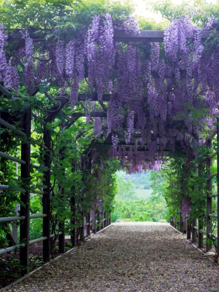 Глициния Wisteria sinensis
