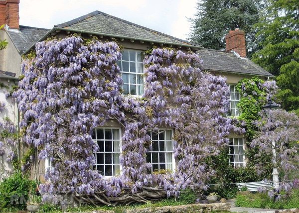 Глициния Пышноцветная