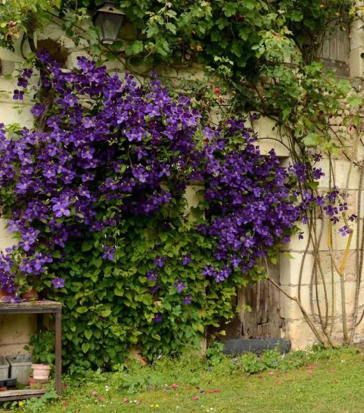 Клематис лиановидный