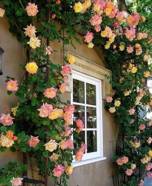 Роза Альков плетистая