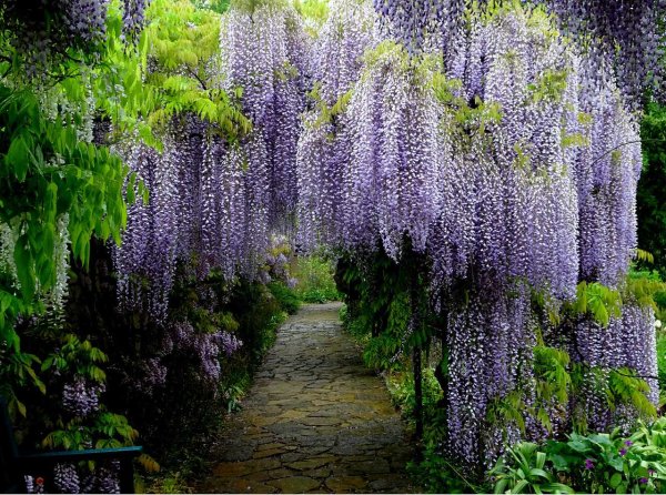 Глициния Вистерия Лиана