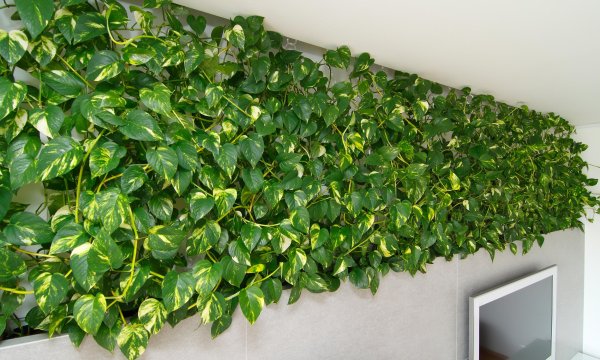 Лиана сциндапсус