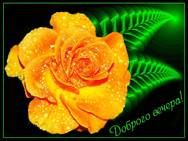 Спокойной ночи цветы в ночи