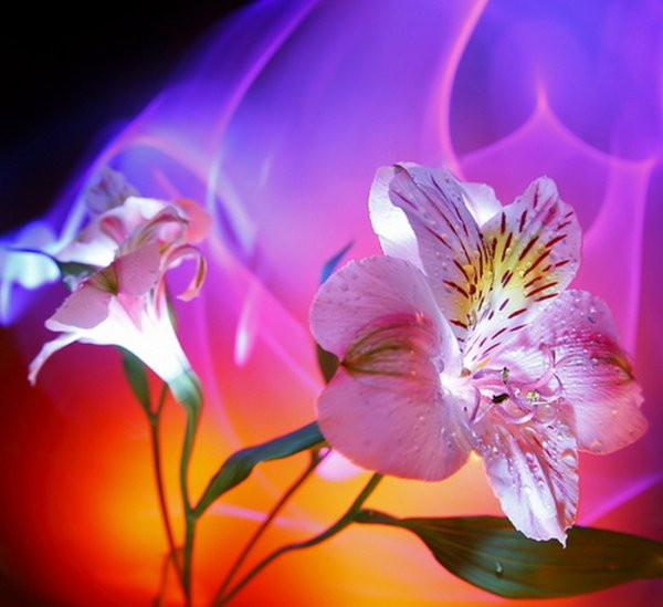 Фантастически красивые цветы