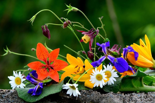 Полевые цветы