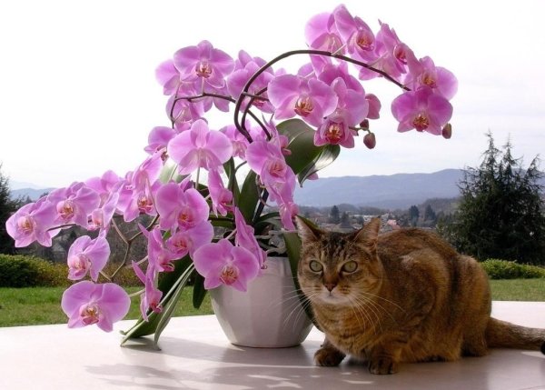 Доброе утро орхидеи