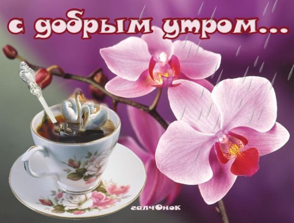 С добрым утром с орхидеями