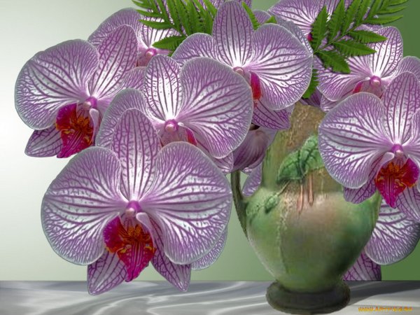 С добрым утром с орхидеями