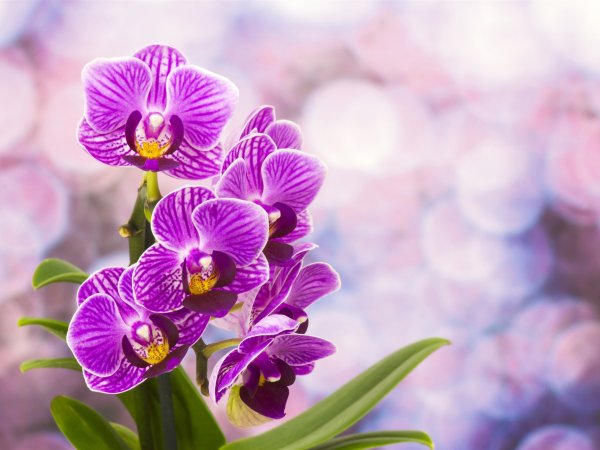 С добрым утром с орхидеями