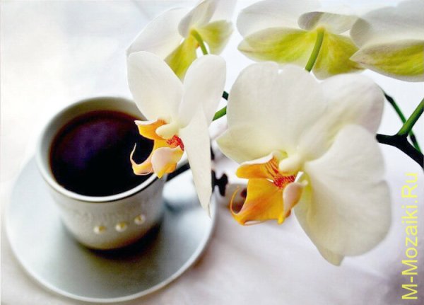 Орхидея с пожеланиями доброго утра