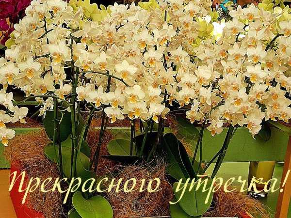 Открытки с добрым субботним утром